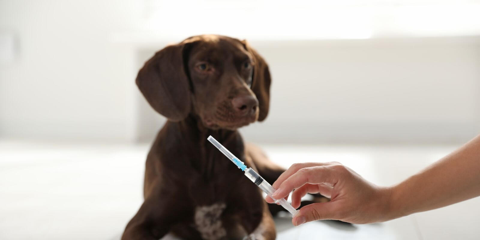 How Much Do Dog Vaccinations Cost? (and How to Pay for Them)